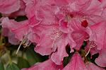 Dcim6825/DSC_0232