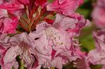 Dcim6825/DSC_0249