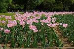 Dcim6826/DSC_4216