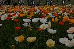 Dcim6827/DSC_4267