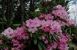 Dcim6827/DSC_4321