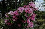 Dcim6827/DSC_4322
