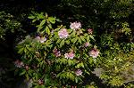 Dcim6827/DSC_4341