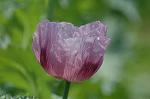 Dcim6830/DSC_0314