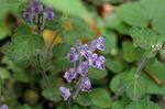 Dcim6831/DSC_0441