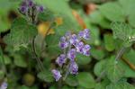 Dcim6831/DSC_0442