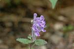 Dcim6831/DSC_0468