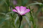 Dcim6832/DSC_0561