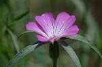 Dcim6832/DSC_0565