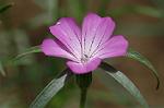 Dcim6832/DSC_0567