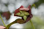 Dcim6832/DSC_0574