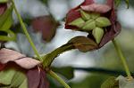 Dcim6832/DSC_0575