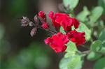 Dcim6832/DSC_0617