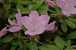 Dcim6832/DSC_0653