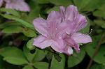 Dcim6832/DSC_0655