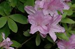 Dcim6832/DSC_0656