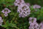 Dcim6833/DSC_0697