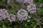 Dcim6833/DSC_0699