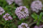 Dcim6833/DSC_0702