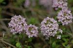 Dcim6833/DSC_0703