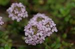Dcim6833/DSC_0704