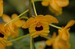 Dcim6833/DSC_0711