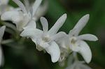Dcim6833/DSC_0723