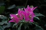 Dcim6833/DSC_0778