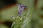 Dcim6833/DSC_0784