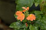 Dcim6833/DSC_0791