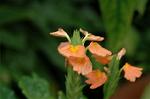 Dcim6833/DSC_0793