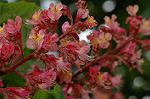 Dcim6834/DSC_0815