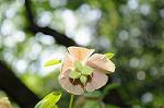 Dcim6835/DSC_4794