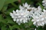 Dcim6851/DSC_0985