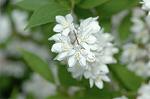 Dcim6851/DSC_0991