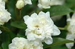 Dcim6851/DSC_1066