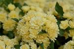 Dcim6851/DSC_1074