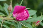 Dcim6851/DSC_1092
