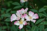 Dcim6852/DSC_1098