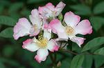 Dcim6852/DSC_1099