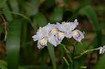 Dcim6852/DSC_1148