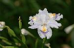 Dcim6852/DSC_1149
