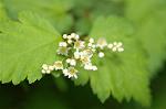 Dcim6852/DSC_1205