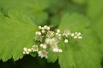 Dcim6852/DSC_1207