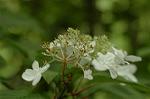 Dcim6853/DSC_1267