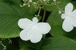 Dcim6853/DSC_1278