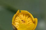 Dcim6853/DSC_1333