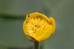 Dcim6853/DSC_1344