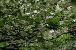 Dcim6854/DSC_6879