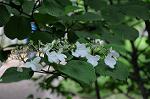 Dcim6855/DSC_7060
